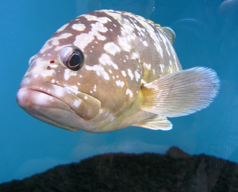Fisch.JPG