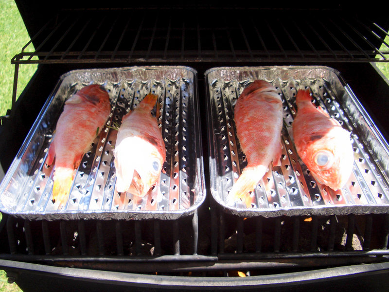 Fische-2.jpg