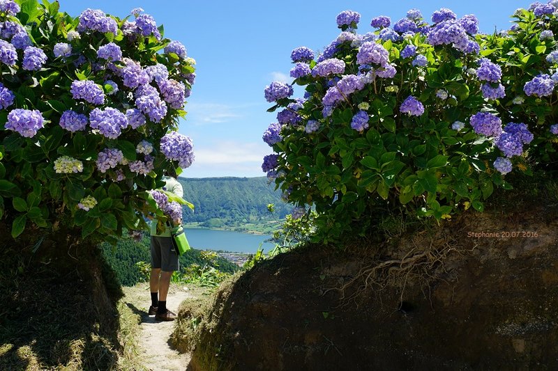 Lust_auf_Sao_Miguel_004_Hortensien_Lagoa_Azul_mit_Signatur.jpg